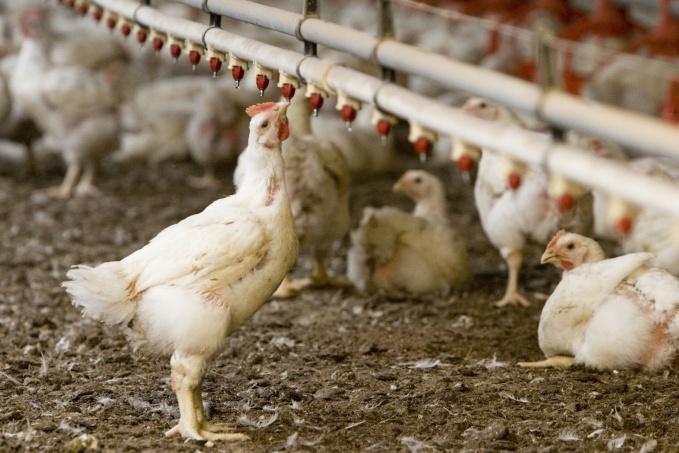 Billions of chickens suffering unnecessarily in fast-food supply chains, according to the Pecking Order Report