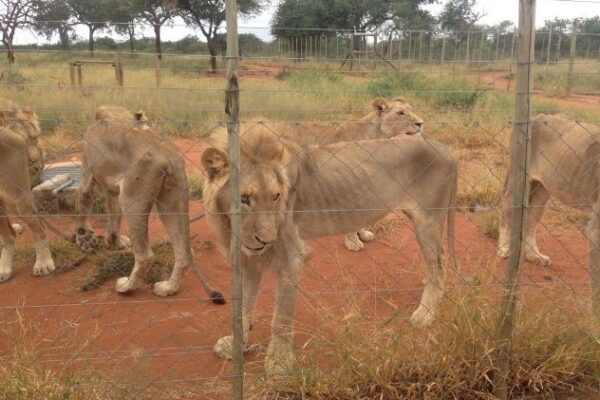 South Africa’s cruel lion farming industry is fueling illegal international trade in big cat bones