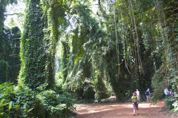 Unveiling of Entebbe Botanical Gardens' hidden secret